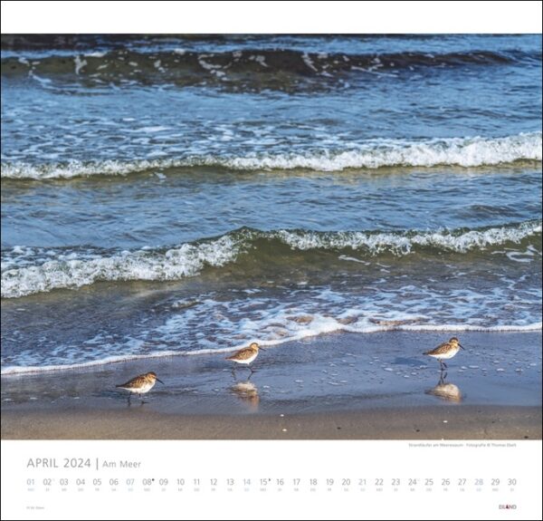 Ein Kalender mit drei Vögeln Am Meer 2024.