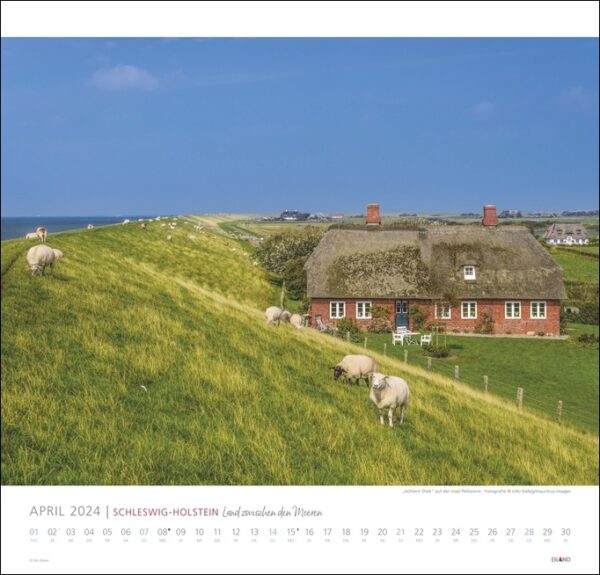 Ein Kalender mit grasenden Schafen auf einem grasbewachsenen Hügel in Schleswig-Holstein 2024.