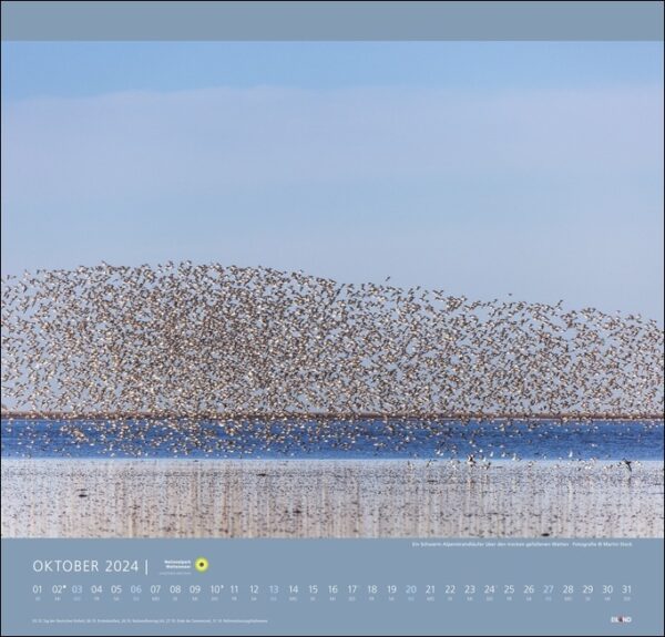 Ein Bild eines Vogelschwarms, der über dem Wasser im Nationalpark Wattenmeer 2024 fliegt.