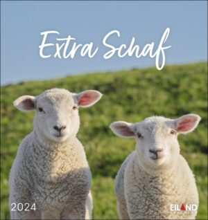 Auf einem malerischen Feld stehen zwei Schafe anmutig nebeneinander. Während die Sonne die hügelige Landschaft beleuchtet, sind sie von leuchtend grünem Gras umgeben. Eine sanfte Brise raschelt in ihren dicken Wollmänteln, Kalender von Extra Schaf - PostkartenKalender 2024.