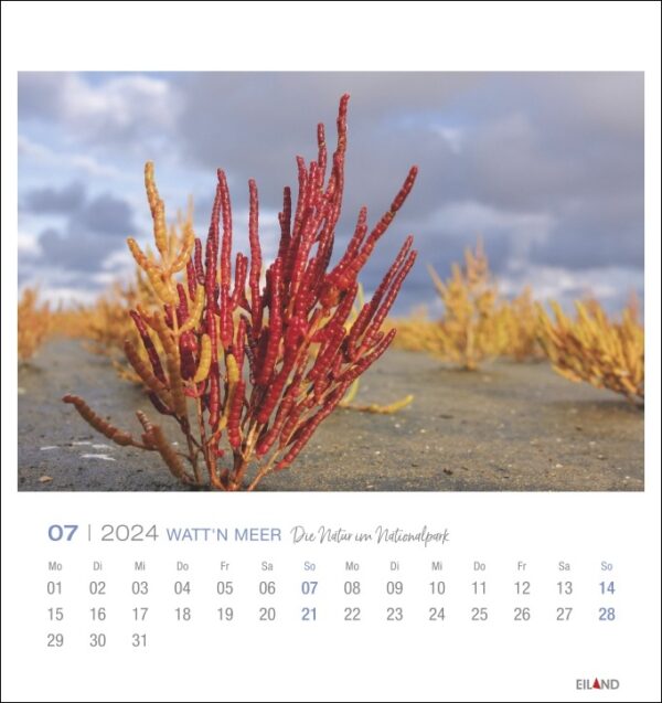 Ein Watt'n Meer - PostkartenKalender 2024 mit dem Bild einer Pflanze im Sand bei Watt'n Meer, für das Jahr 2024.