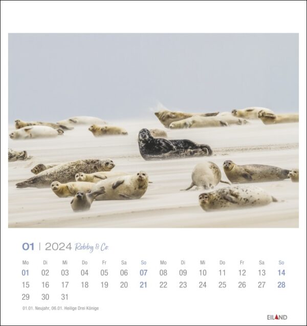 Ein Robby & Co. - PostkartenKalender 2024 mit Seehunden am Sandstrand wird präsentiert von Robby & Co.