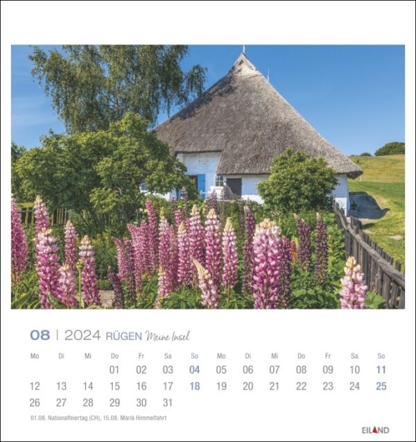 Ein Rügen - PostkartenKalender 2024 mit Lupinenblüten und einem Reetdachhaus auf Rügen.