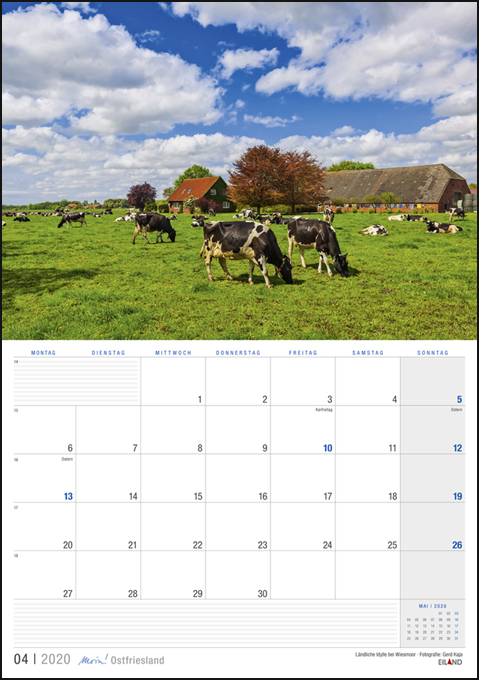 Das Moin! Ostfriesland - EilandPlaner-Kühe grasen friedlich auf einer saftig grünen Wiese in Ostfriesland.