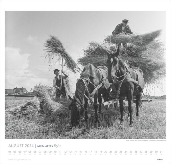 Ein MEIN ALTES Sylter Pferd beim Heuziehen auf einem Schwarz-Weiß-Foto.
