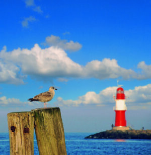 Ein Vogel sitzt auf einem Holzpfosten vor einem Leuchtturm an der Küste - Ostsee.