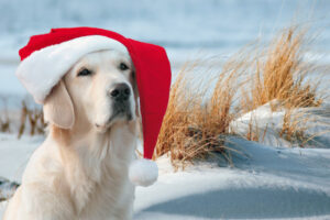 Ein Golden Retriever trägt eine Küste-Winter-/Weihnachtsmütze und genießt die Wintersaison.