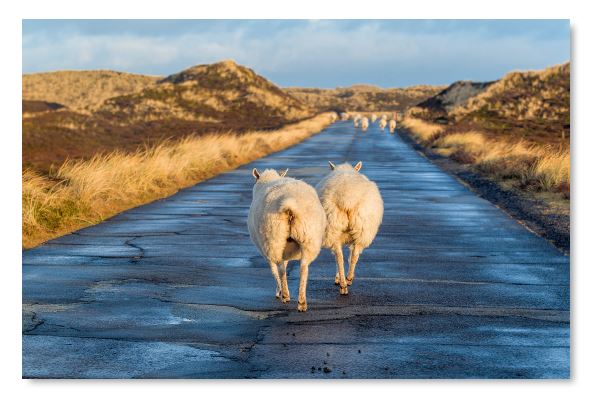 Zwei zusätzliche Schafe laufen eine verlassene Straße entlang.