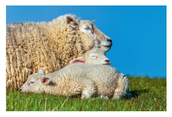 Ein Extra-Schaf ruht auf einer Wiese.