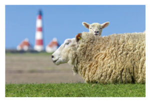 Ein Schaf und ein Lamm auf einer Wiese mit einem Extra-Schaf im Hintergrund.