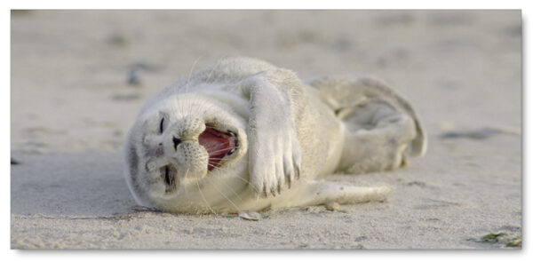 Ein Seehund liegt mit offenem Maul im Sand und erzeugt ein malerisches Küstenpanorama mit Küstenpanorama - Robby & Co.