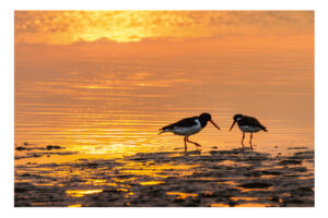 Zwei Vögel stehen bei Sonnenuntergang auf der AN DER KÜSTE.