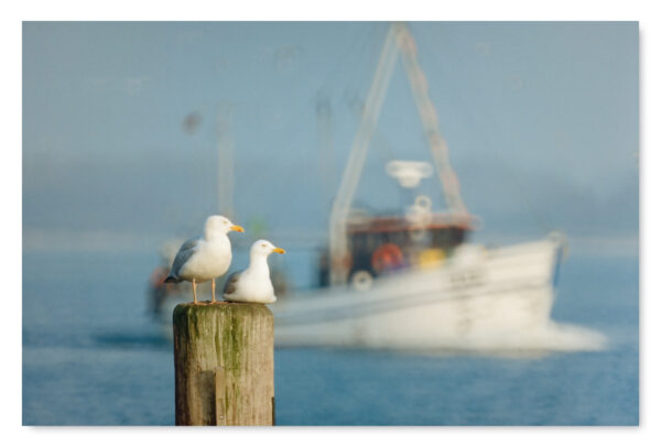 Zwei Möwen sitzen auf einem Holzpfosten vor dem Küstenland - Schiff Ahoi - Petri Heil! auf dem Küstenland.