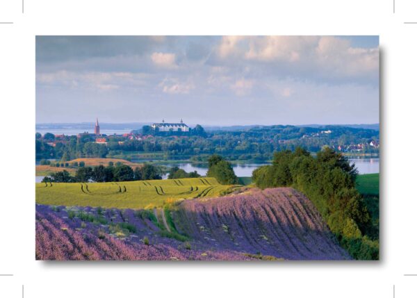 Ein Bild eines Lavendelfeldes mit einem Schloss in Schleswig-Holstein - Holsteinische Schweiz - Blick auf das Plöner Schloß.