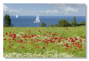 An der Küste, ein Feld aus roten Mohnblumen mit Segelbooten in der Ferne an der Küste.