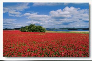 Ein Feld voller roter Blumen in Schleswig-Holstein - Lanker See / Holsteinische Schweiz.