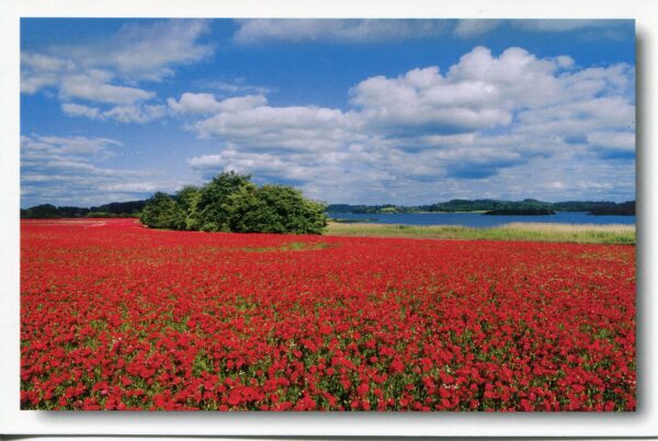 Ein Feld voller roter Blumen in Schleswig-Holstein - Lanker See / Holsteinische Schweiz.