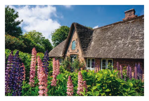 Ein Ferienhaus mit Reetdach und Blumen auf Sylt - Meine Insel.