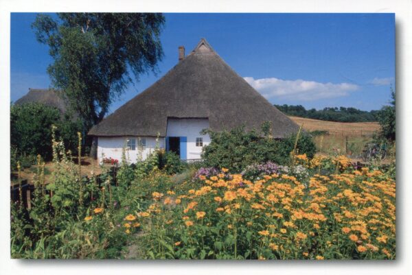 Ein malerisches Usedom - Meine Insel - Bauernhaus-Idylle auf der Halbinsel Lieper Winkel mit Reetdach in der idyllischen Region Meine Insel auf Usedom, umgeben von einer blühenden Blumenwiese.