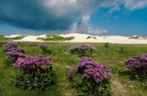 Watt´n Meer - Sommerliche Strandfliederblüte in der Salzwiese, in der Salzwiese.
