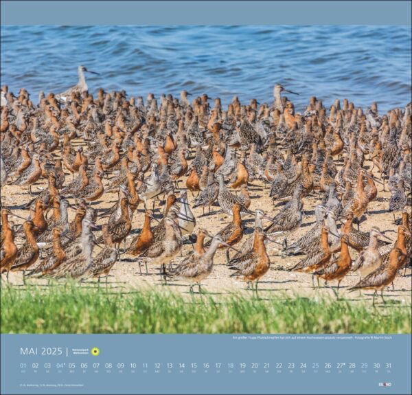 Ein großer Schwarm Schlammtreter steht dicht gedrängt an einem Sandstrand im Nationalpark Wattenmeer 2025 vor dem Hintergrund ruhigen blauen Wassers. Die Szene unter einem klaren Himmel veranschaulicht