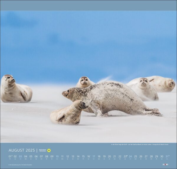 Eine Kalenderseite für den Nationalpark Wattenmeer 2025 mit einer Gruppe von Robben, die unter einem klaren blauen Himmel an einem Sandstrand im Nationalpark Wattenmeer liegen. Die Robbe in der Mitte ist deutlich zu sehen, während