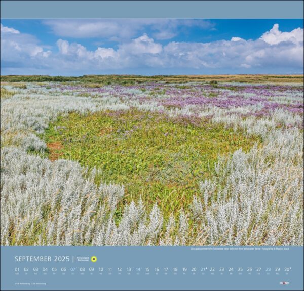 Eine lebendige Naturlandschaft mit einem farbenfrohen Kalender für den Nationalpark Wattenmeer 2025. Der Vordergrund zeigt ein farbenfrohes Patchwork aus violetten, grünen und silbernen Pflanzen unter einem strahlend blauen Himmel.