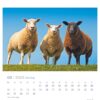 Drei Extra Schafe, ein weißes und zwei braune, stehen auf dem Gras vor einem klaren blauen Himmel, auf einer Extra Schaf - PostkartenKalender-Seite für Februar 2025 mit markierten Daten und Valentinstag.