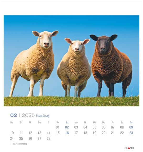 Drei Extra Schafe, ein weißes und zwei braune, stehen auf dem Gras vor einem klaren blauen Himmel, auf einer Extra Schaf - PostkartenKalender-Seite für Februar 2025 mit markierten Daten und Valentinstag.