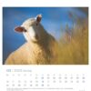 Ein Lamm steht auf einer Wiese mit hohem, verschwommenem Gras und blickt direkt in die Kamera. Der Himmel ist klar und blau. Darunter ist ein Extra Schaf - PostkartenKalender 2025 abgebildet. Das Bild trägt den Titel