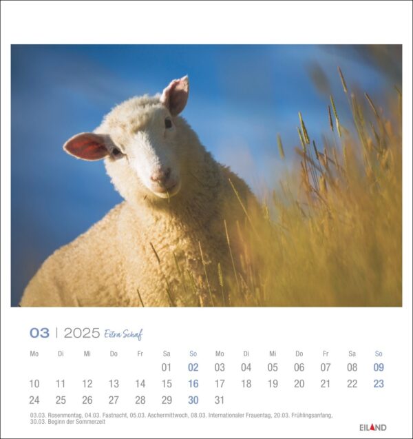 Ein Lamm steht auf einer Wiese mit hohem, verschwommenem Gras und blickt direkt in die Kamera. Der Himmel ist klar und blau. Darunter ist ein Extra Schaf - PostkartenKalender 2025 abgebildet. Das Bild trägt den Titel