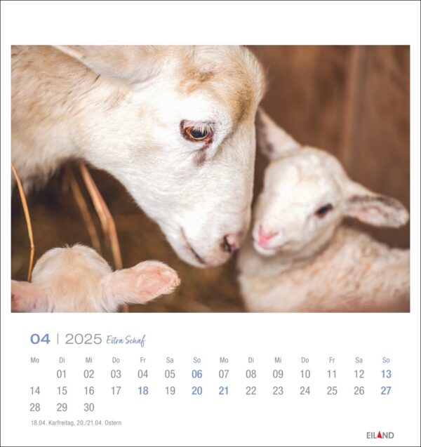 Eine Seite des Extra Schaf - PostkartenKalenders 2025 mit einem Foto einer weißen erwachsenen Ziege, die in einem Stall sanft ein weißes Ziegenböcklein anstupst, wobei die sanfte Beleuchtung ihre enge, liebevolle Interaktion hervorhebt.