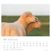 Ein Extra Schaf - PostkartenKalender 2025 für Mai mit zwei Schafen, die friedlich aneinander gelehnt sind, in weichem Fokus, mit ruhigen Ausdrücken. Der Hintergrund hat Daten in einem Gitterformat, das sich subtil mit dem
