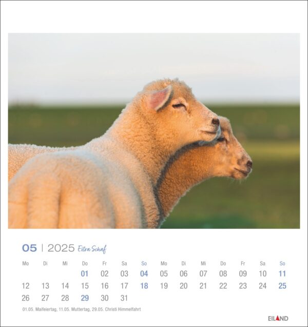 Ein Extra Schaf - PostkartenKalender 2025 für Mai mit zwei Schafen, die friedlich aneinander gelehnt sind, in weichem Fokus, mit ruhigen Ausdrücken. Der Hintergrund hat Daten in einem Gitterformat, das sich subtil mit dem