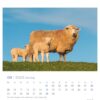 Eine Extra Schaf - PostkartenKalender 2025 Seite für Juni 2025 mit einem Foto eines erwachsenen Schafs und zwei Lämmern, die auf Gras vor einem klaren blauen Himmel stehen. Die Kopfzeile und das Kalenderraster
