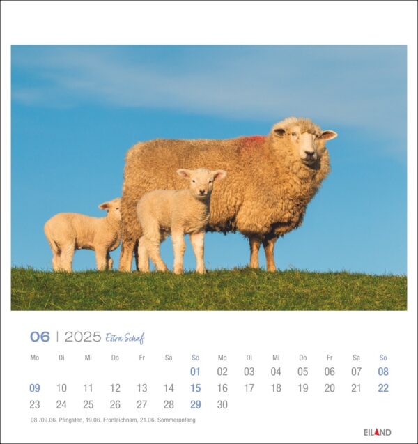 Eine Extra Schaf - PostkartenKalender 2025 Seite für Juni 2025 mit einem Foto eines erwachsenen Schafs und zwei Lämmern, die auf Gras vor einem klaren blauen Himmel stehen. Die Kopfzeile und das Kalenderraster