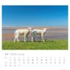 Eine Extra Schaf - PostkartenKalender 2025-Seite für Juli mit zwei weißen Lämmern auf einem leuchtend grünen Grasfleck mit Blick auf einen ruhigen Strand und einen klaren Himmel. Wochentage und Daten sind enthalten.