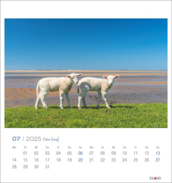 Eine Extra Schaf - PostkartenKalender 2025-Seite für Juli mit zwei weißen Lämmern auf einem leuchtend grünen Grasfleck mit Blick auf einen ruhigen Strand und einen klaren Himmel. Wochentage und Daten sind enthalten.