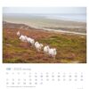 Ein Extraschaf – PostkartenKalender 2025 für August 2025, mit einem ruhigen Landschaftsbild mit einem zusätzlichen Schaf und einer Herde weißer Schafe auf einer Heide mit blühendem lila Heidekraut.