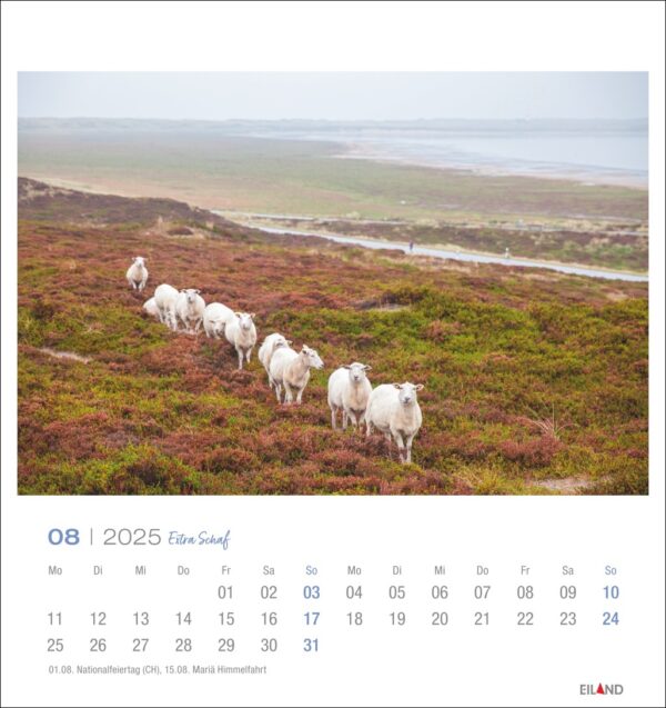 Ein Extraschaf – PostkartenKalender 2025 für August 2025, mit einem ruhigen Landschaftsbild mit einem zusätzlichen Schaf und einer Herde weißer Schafe auf einer Heide mit blühendem lila Heidekraut.