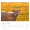 Ein Extra Schaf - PostkartenKalender 2025 für September mit einem Extra Schaf auf einer sonnenbeschienenen Wiese bei Sonnenaufgang oder Sonnenuntergang. Die Daten sind mit deutschen Abkürzungen für Tage aufgeführt, und konkrete Daten sind