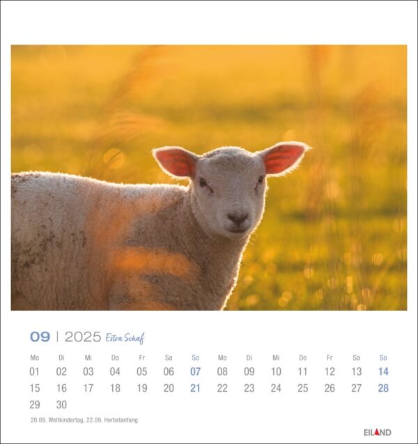 Ein Extra Schaf - PostkartenKalender 2025 für September mit einem Extra Schaf auf einer sonnenbeschienenen Wiese bei Sonnenaufgang oder Sonnenuntergang. Die Daten sind mit deutschen Abkürzungen für Tage aufgeführt, und konkrete Daten sind