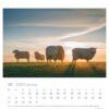 Eine Extra Schaf - PostkartenKalender 2025-Seite für Oktober 2025 zeigt Schafe auf einer Weide bei Sonnenuntergang, deren flauschiges Fell vom goldenen Sonnenlicht erhellt wird. Die Daten sind unter der ruhigen ländlichen Szene angegeben.