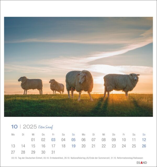 Eine Extra Schaf - PostkartenKalender 2025-Seite für Oktober 2025 zeigt Schafe auf einer Weide bei Sonnenuntergang, deren flauschiges Fell vom goldenen Sonnenlicht erhellt wird. Die Daten sind unter der ruhigen ländlichen Szene angegeben.