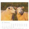 Eine Extra Schaf - PostkartenKalender 2025-Seite für November mit einer Nahaufnahme von zwei Schafen mit heiterem Gesichtsausdruck, getaucht in goldenes Sonnenlicht. Die Daten sind unter dem Bild angeordnet, wobei Sonntage hervorgehoben sind.