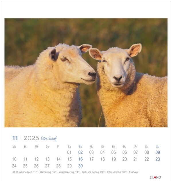 Eine Extra Schaf - PostkartenKalender 2025-Seite für November mit einer Nahaufnahme von zwei Schafen mit heiterem Gesichtsausdruck, getaucht in goldenes Sonnenlicht. Die Daten sind unter dem Bild angeordnet, wobei Sonntage hervorgehoben sind.