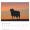 Die Silhouette eines Schafs steht am Horizont unter einem Himmel, dessen Farbe bei Sonnenuntergang von Orange zu Dunkelblau wechselt. Das Bild enthält unten einen Extra Schaf - PostkartenKalender 2025.