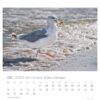 Eine Möwe steht im seichten Wasser an einem Sandstrand, Wellen umspülen ihre Füße. Der Schnabel der Möwe ist geöffnet und hält einen kleinen Gegenstand in der Hand. Im Vordergrund ist ein Watt'n Meer - PostkartenKalender 2025 zu sehen.