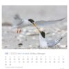 Eine Seite des Watt'n Meer - PostkartenKalender 2025 für September zeigt ein Bild von zwei kleinen Seeschwalben an einem Sandstrand, von denen die eine der anderen vor einer sanften Kulisse einen Fisch zuwirft. Tage und Daten