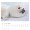 Ein Sattelrobbenbaby liegt im Schnee und füllt ein Kalenderblatt für Januar 2025 aus dem „Robby & Co. – PostkartenKalender 2025“ mit den Daten vom 1. bis 31.